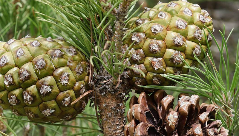 Saksıda Fıstık Çamı (Pinus Pinea) Yetiştirme